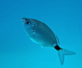   Oblada Melanura  